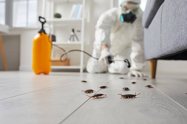 Post-Treatment Bed Bug Interceptor Monitoring in Mount Oliver
